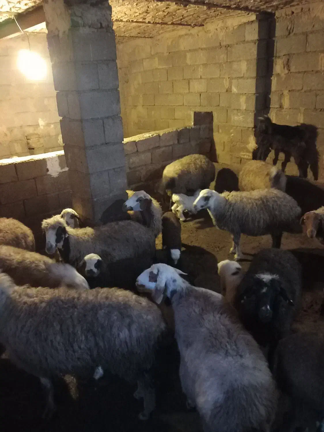 میش و بره|حیوانات مزرعه|صحنه, |دیوار