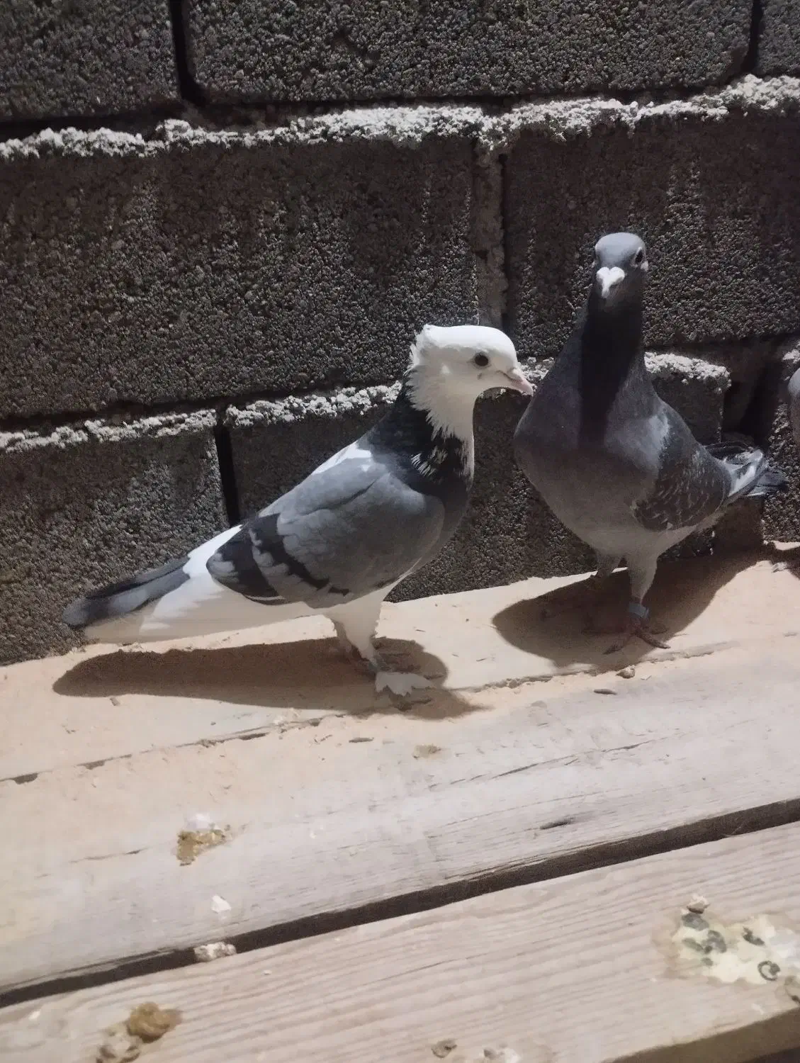 یه عدد ماده هما که همین حالا گرفتم بسیار تمیز|پرنده|دامغان, |دیوار