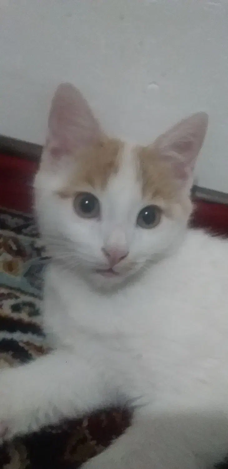 گربه|گربه|بومهن, |دیوار