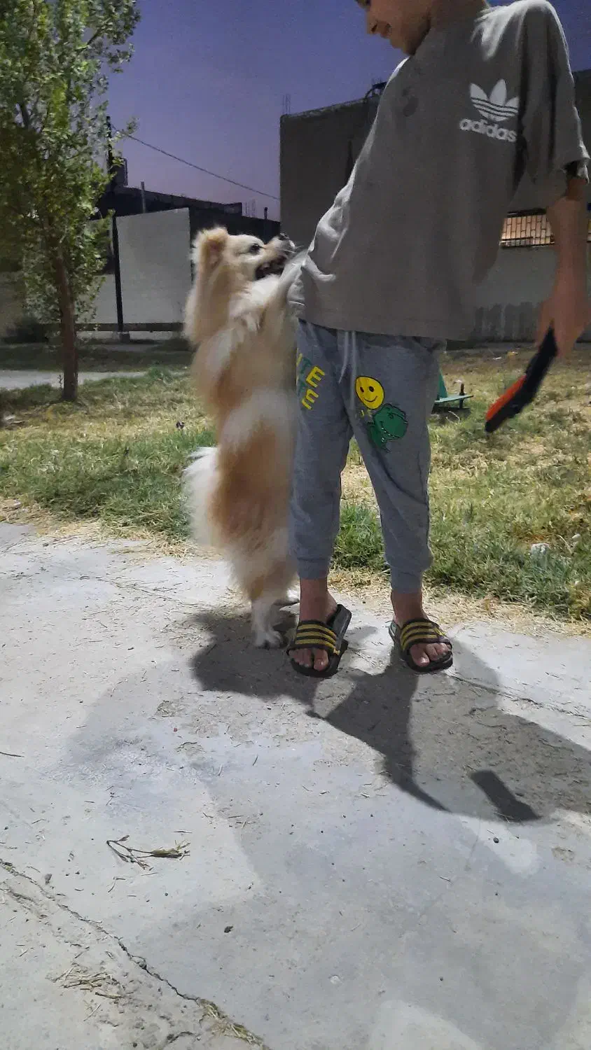 سگ خارجی پامرین|سگ|بندر ماهشهر, |دیوار