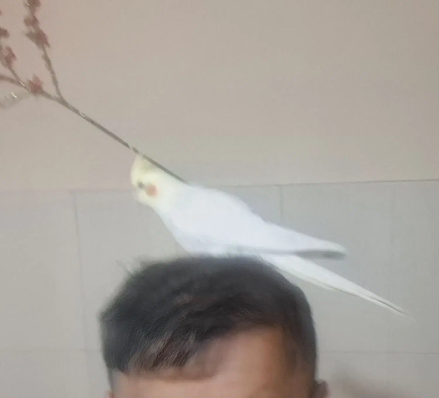 عروس هلندی ماده سالم سرحال اهلی|پرنده|اردبیل, |دیوار