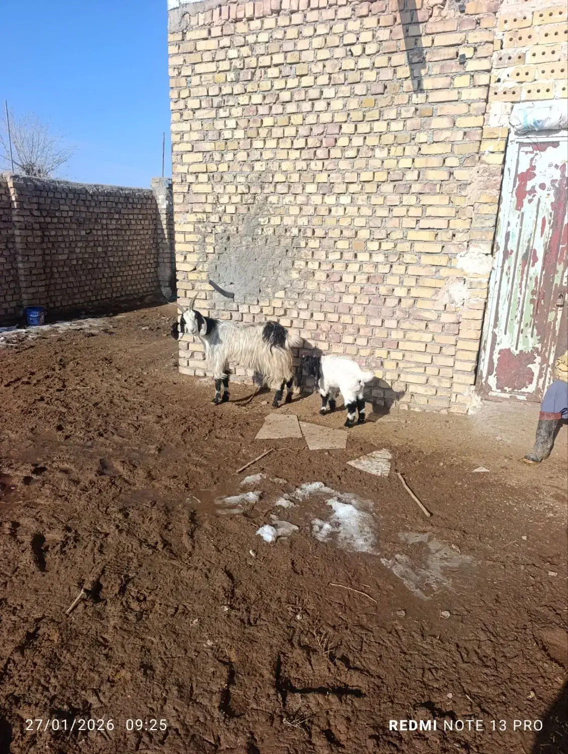 بزدرجه یک|حیوانات مزرعه|طاغنکوه, |دیوار