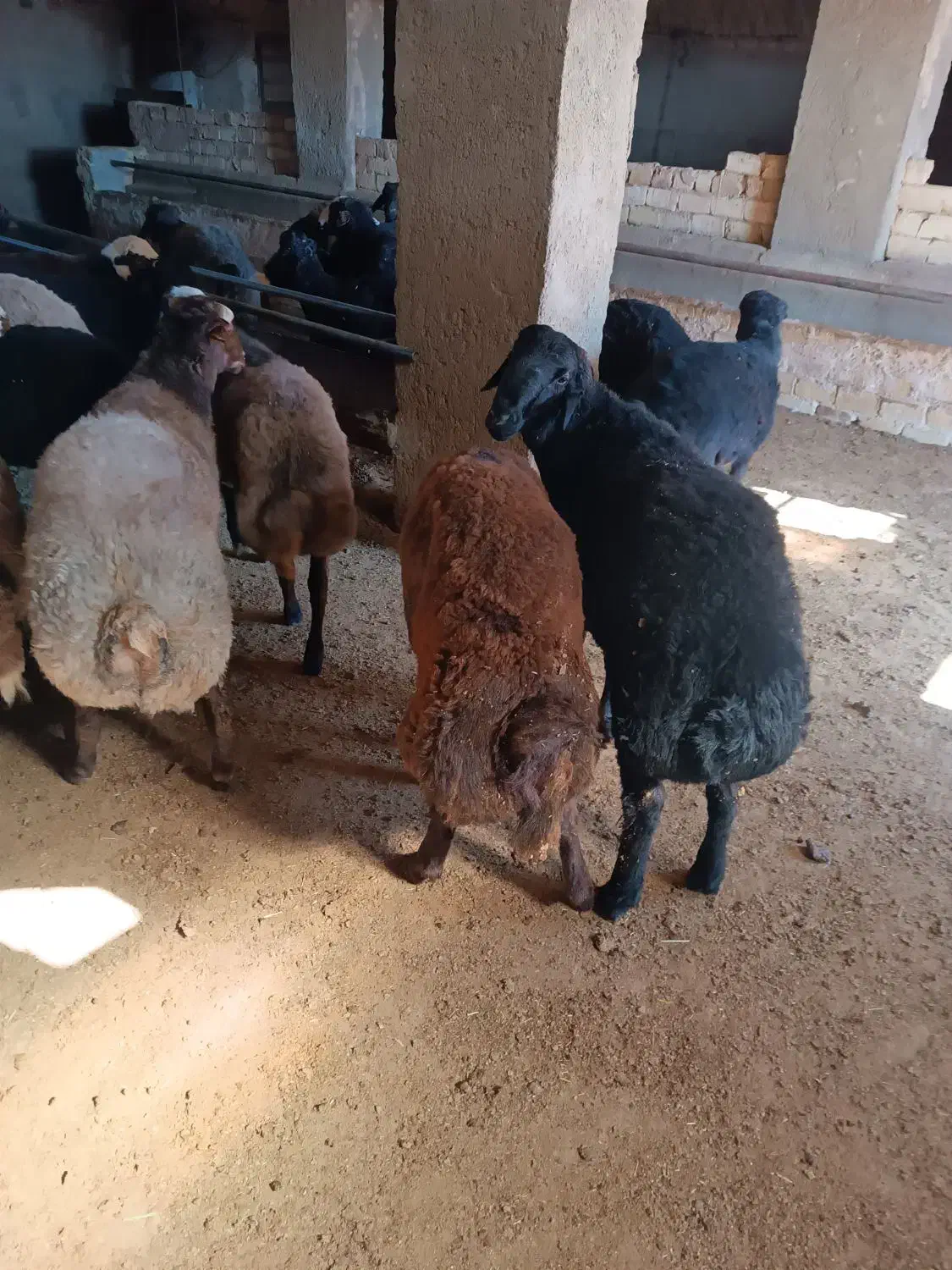 بره نر|حیوانات مزرعه|خنجین, |دیوار