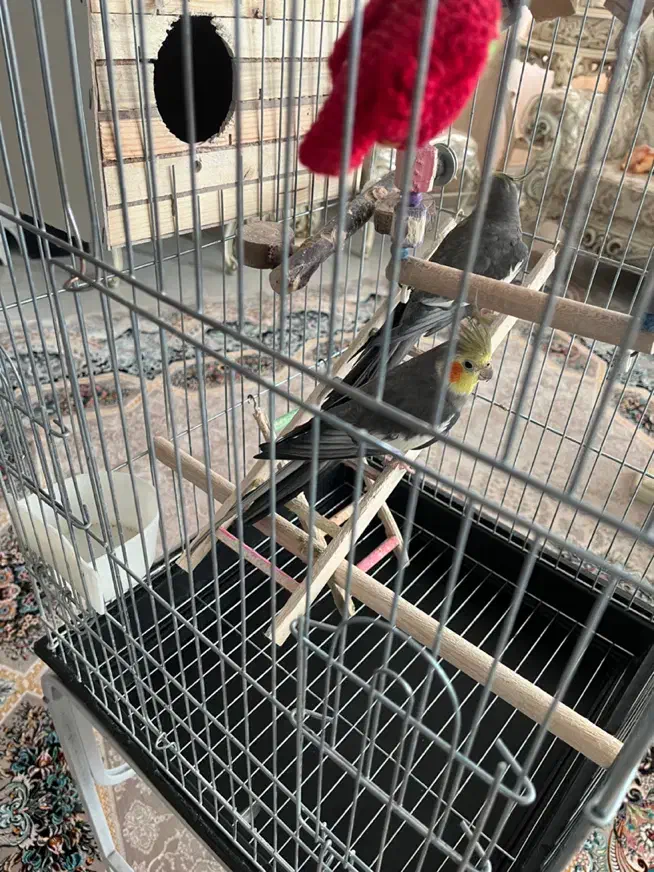 عروس هلندی|پرنده|هشتگرد, شهرک کوثر|دیوار