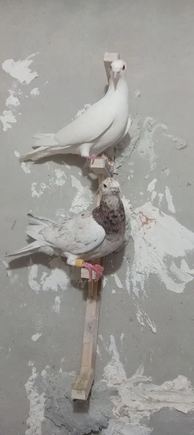 پرنده|پرنده|نیشابور, رحمت آباد|دیوار