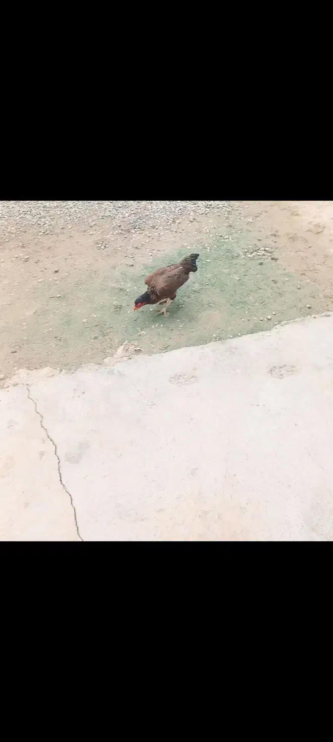 موتور سیکلت مرغ لاری اصل ۲عدد|پرنده|انبارآلوم, |دیوار