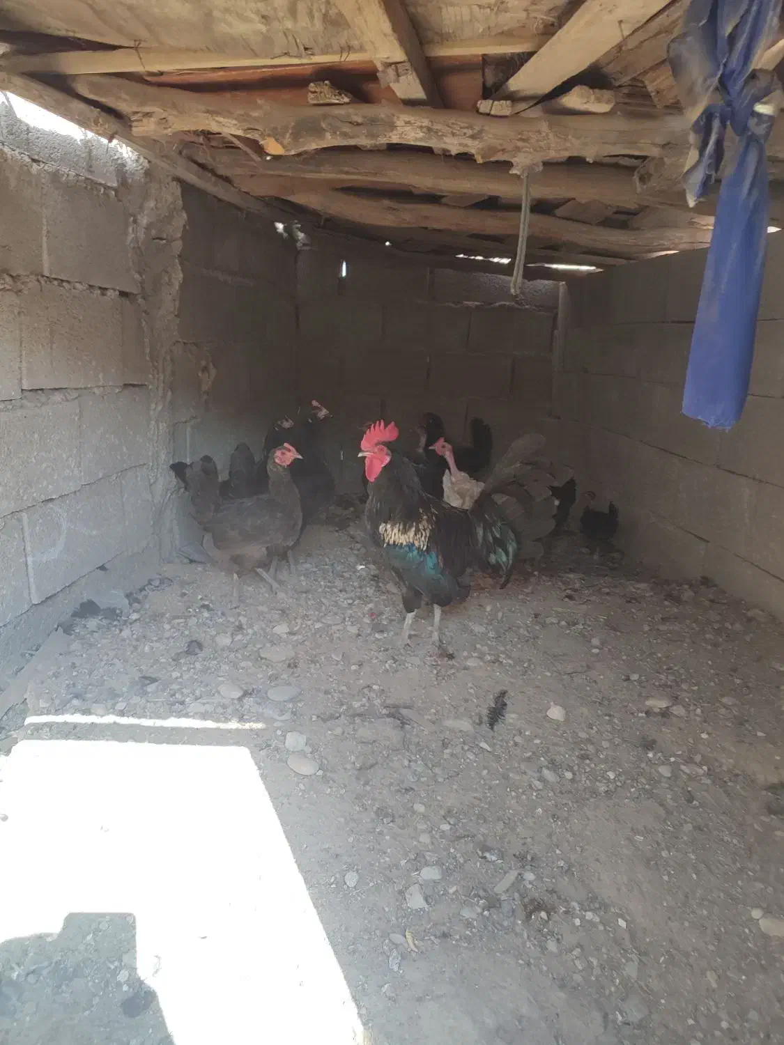 مرغ محلی|حیوانات مزرعه|خورموج, |دیوار