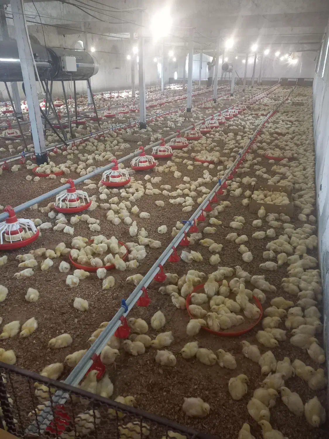 استخدام کارگر مرغداری گوشتی با شرایط ویژه|استخدام صنعتی، فنی، مهندسی|نوده انقلاب, |دیوار