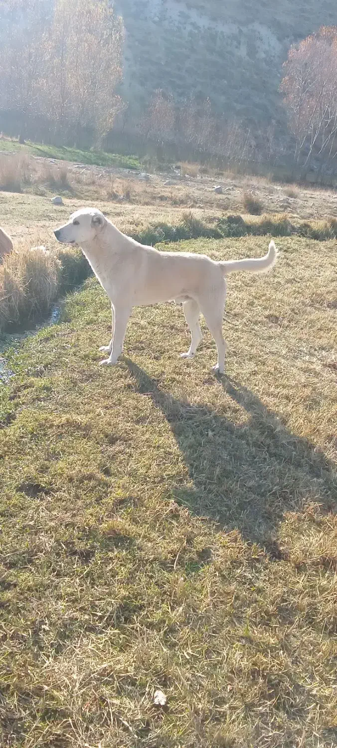 سگگله|سگ|بستان آباد, |دیوار