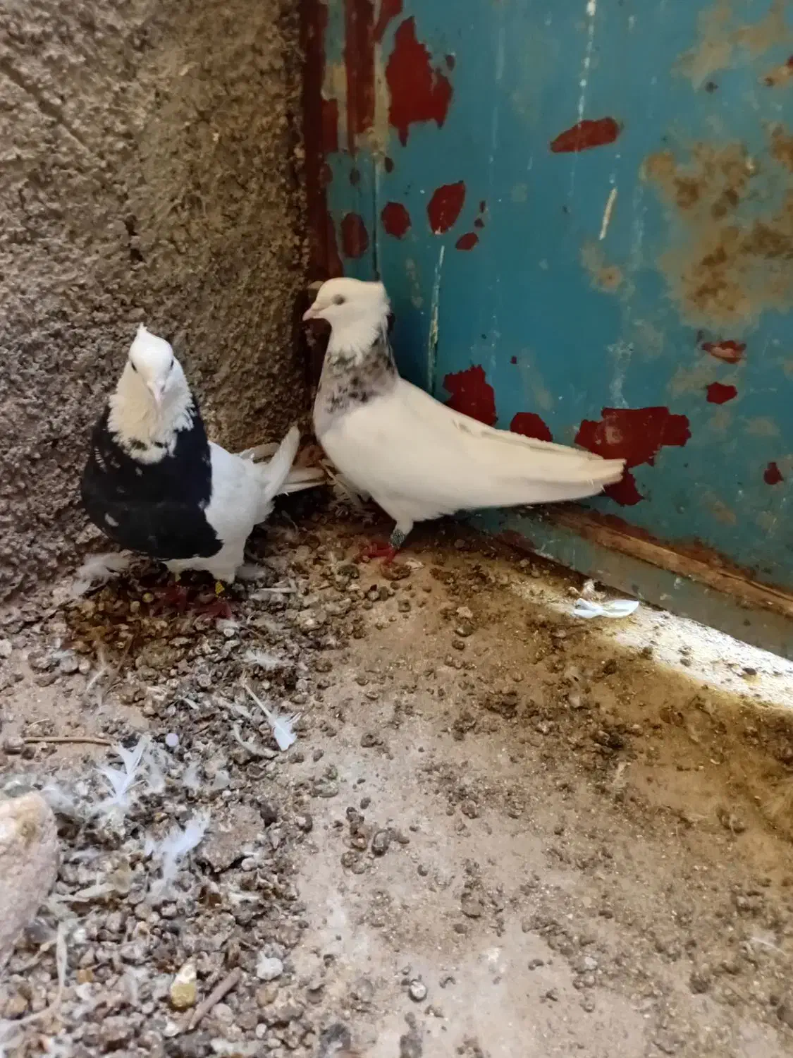 یک جفت طوقی کرمانشاهی|پرنده|پاسارگاد, |دیوار