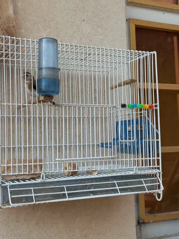 جوجه امسال|پرنده|اندیمشک, |دیوار