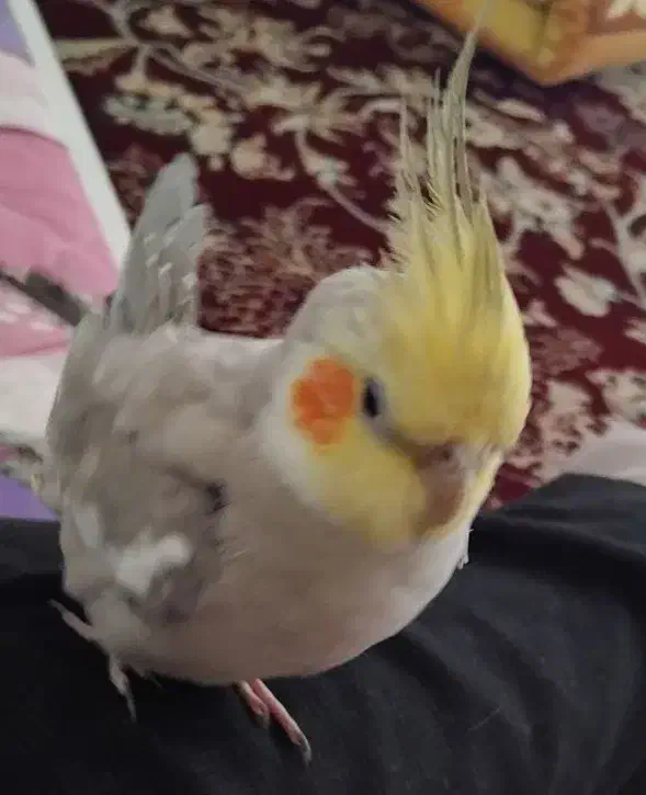 عروس هلندی گمشده|حیوانات|شیروان (خراسان), |دیوار