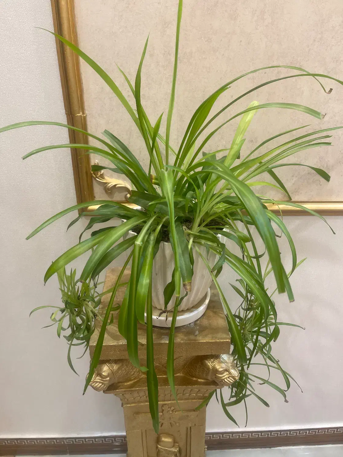 گل طبیعی|گل و گیاه طبیعی|نهاوند, |دیوار