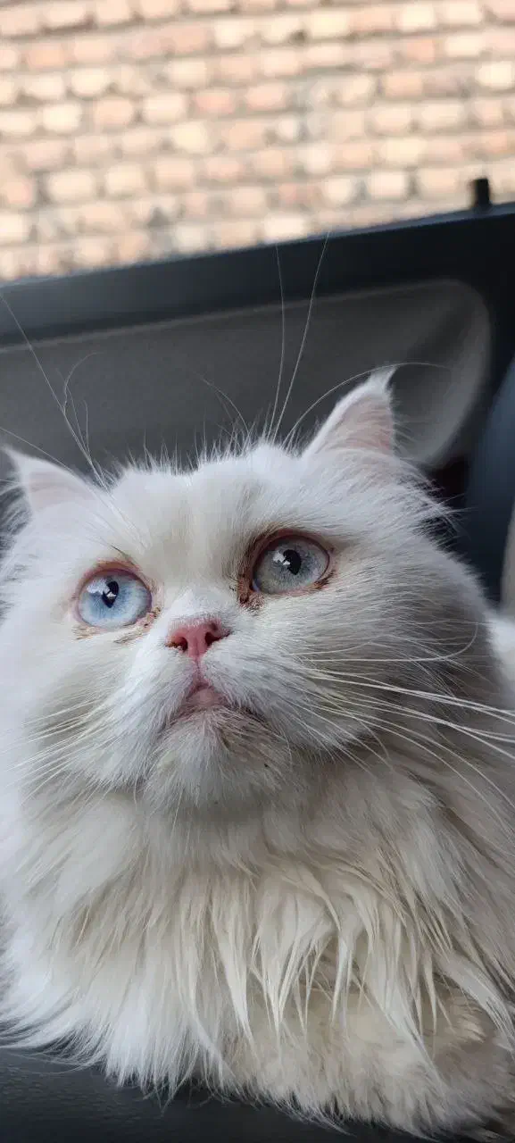 گربه پرشین|گربه|کاشمر, |دیوار