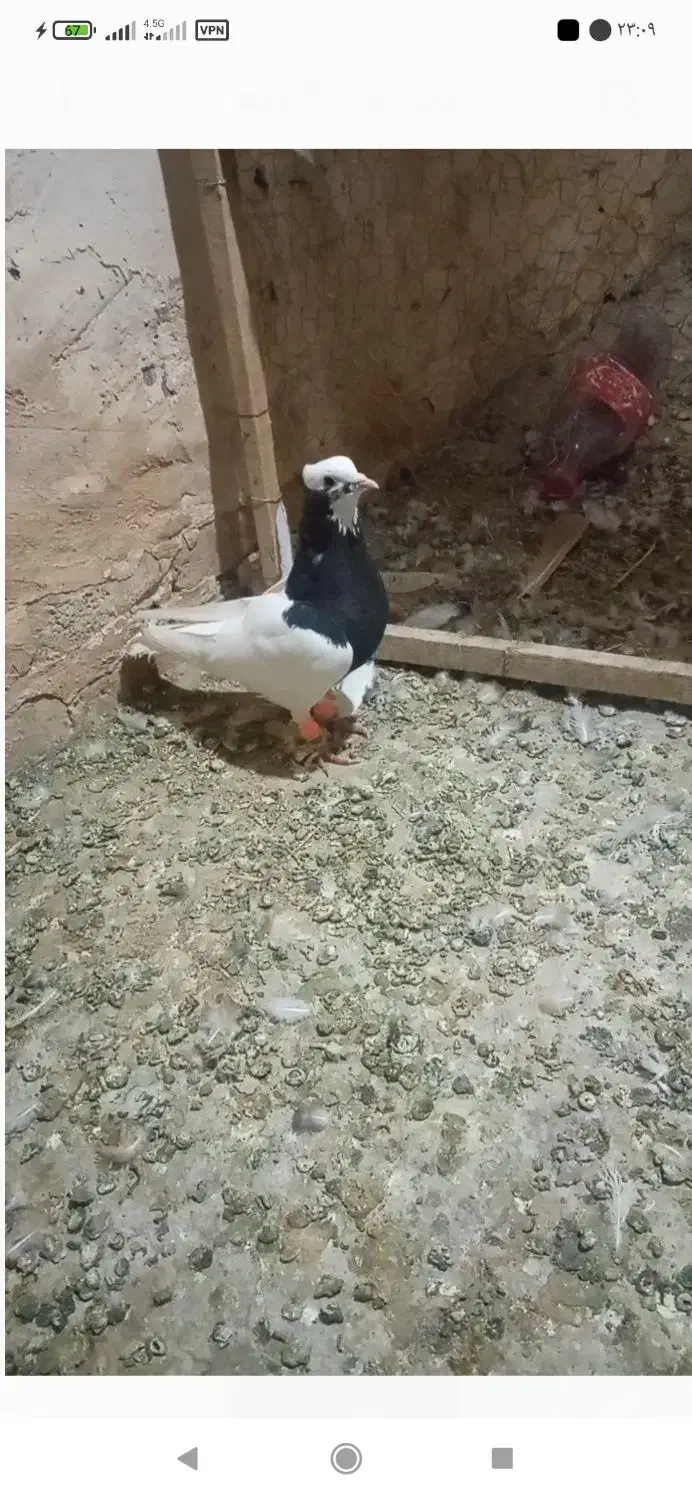 طوقی نر|پرنده|تربت‌حیدریه, تپه ننه حجی|دیوار