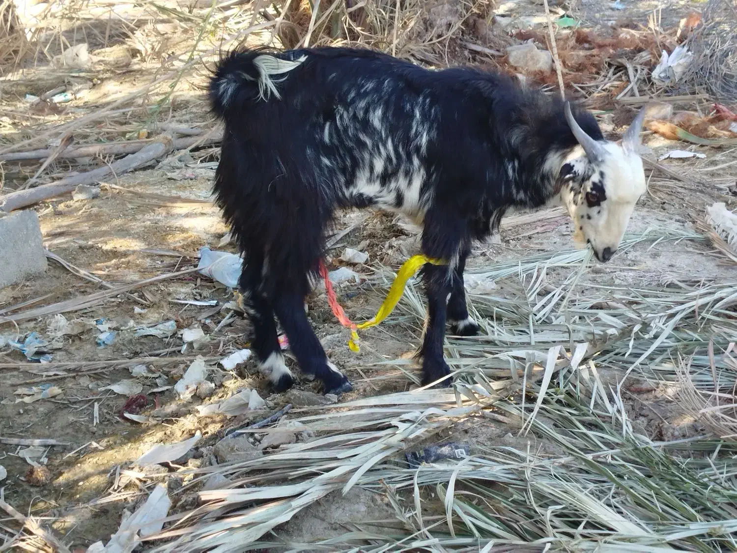 فروش بز پاچن|حیوانات مزرعه|ساربوک, |دیوار