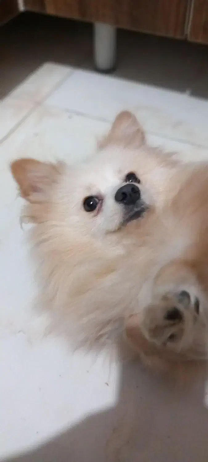 سگپامر|سگ|کرج, شاهینویلا|دیوار