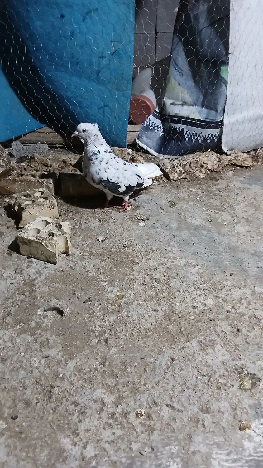 ۱۰۰|پرنده|رامهرمز, |دیوار