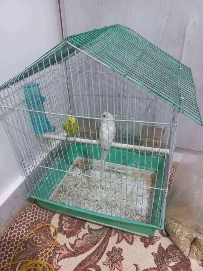 مرغ عشق|پرنده|ری, دولتآباد|دیوار