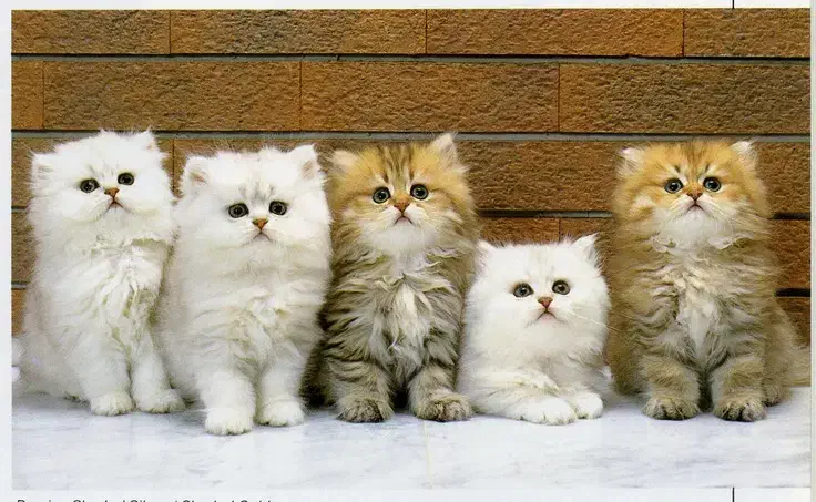 بریتیش بلو شجرهدار|گربه|اراک, |دیوار