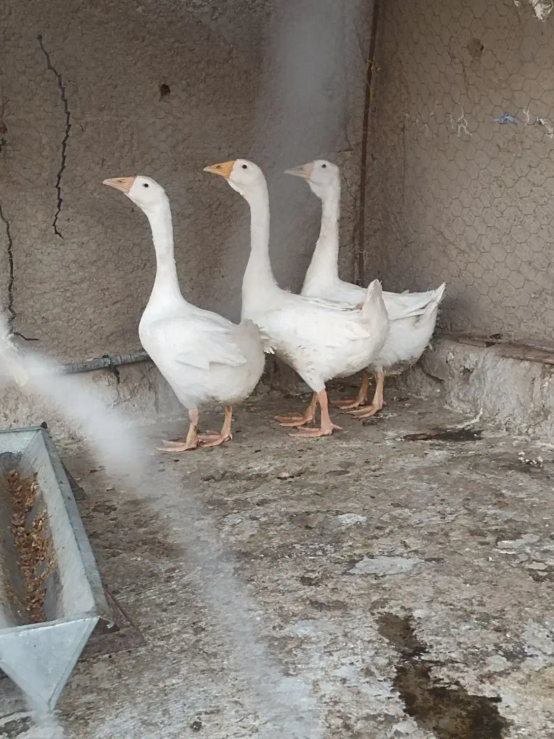 غو غاز|حیوانات مزرعه|زابل, |دیوار