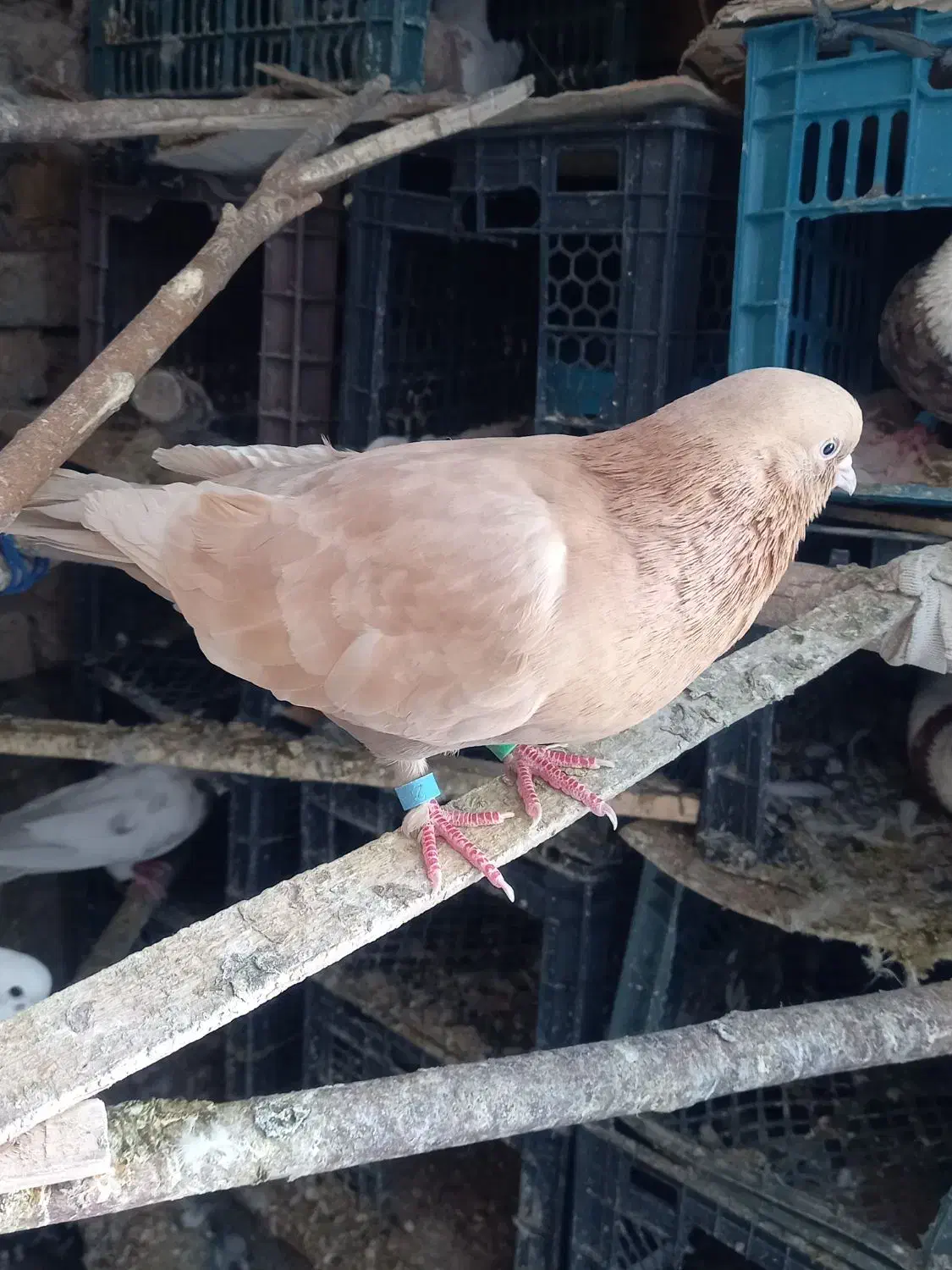 تعدادی کفترپرشی|پرنده|هرسین, |دیوار