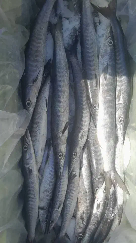 ماهی تازه|ماهی|هندیجان, |دیوار