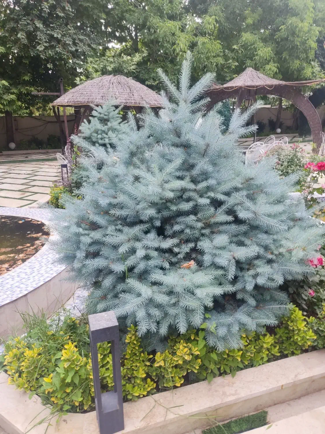 کلیه امور باغبانی با مناسب ترین قیمتها|خدمات باغبانی و درختکاری|کرج, دهقان ویلا|دیوار