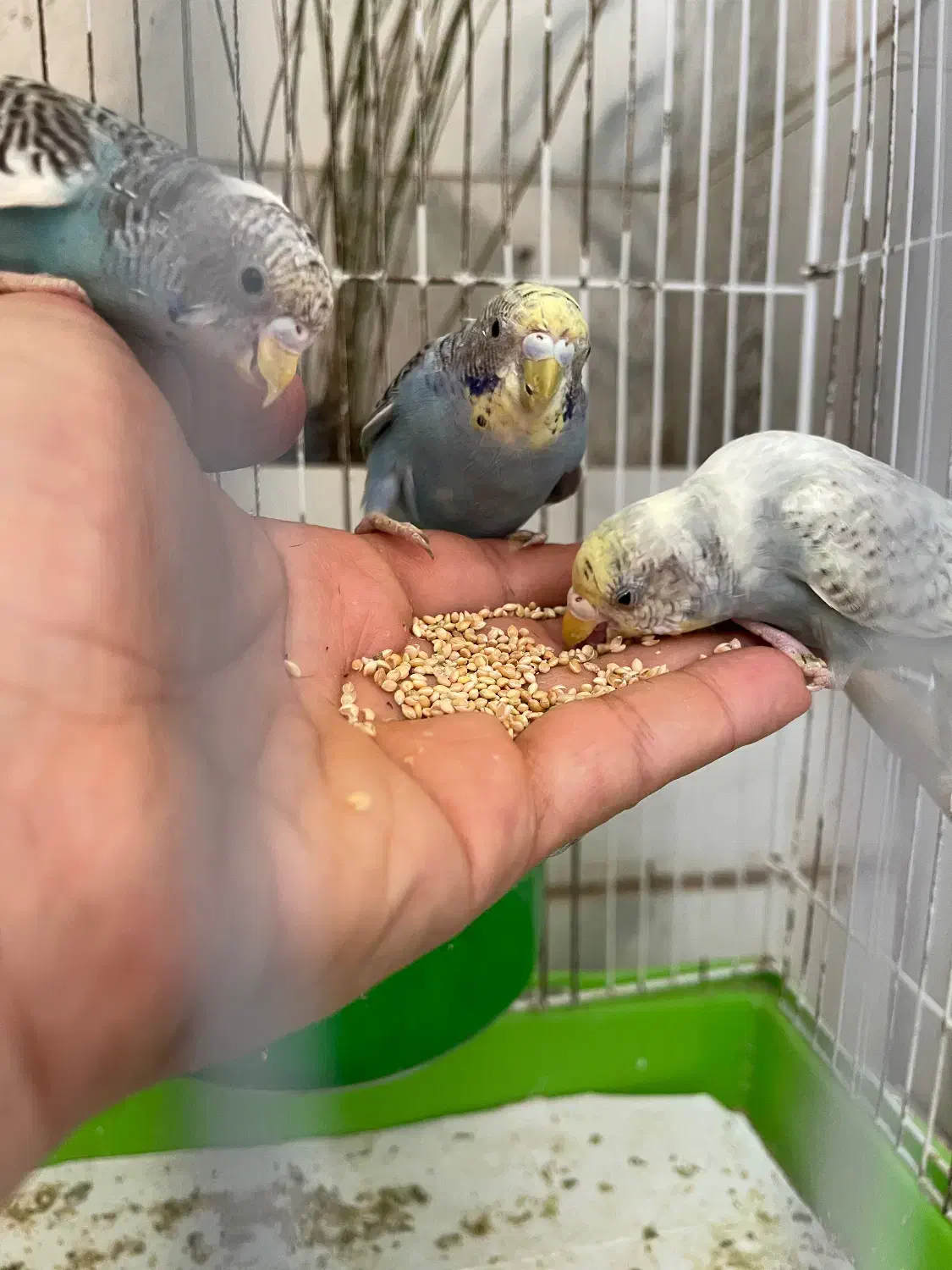 مرغ عشق جوان|پرنده|رشت, استادسرا|دیوار