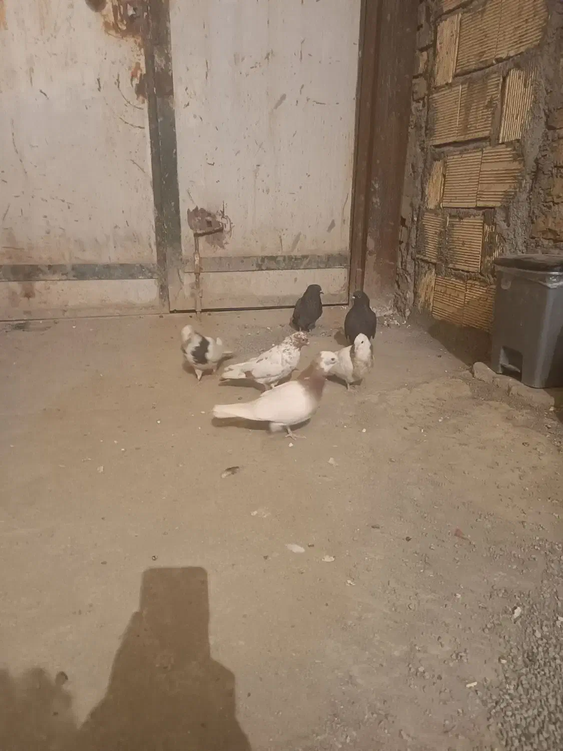 کبوتر طوقی|پرنده|کرمانشاه, |دیوار