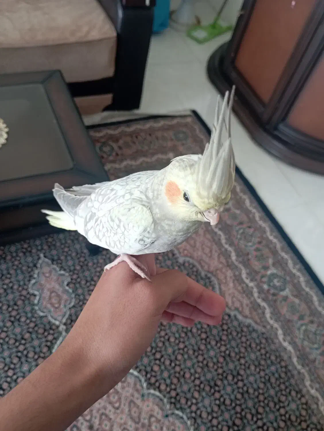 عروس هلندی دستی|پرنده|اردبیل, |دیوار