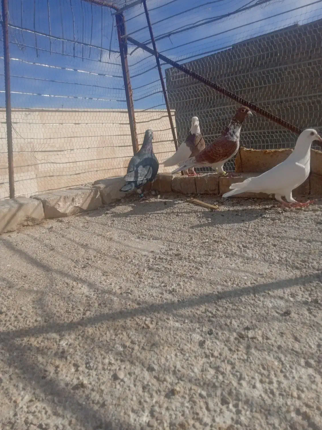 افشون|پرنده|اسفراین, |دیوار