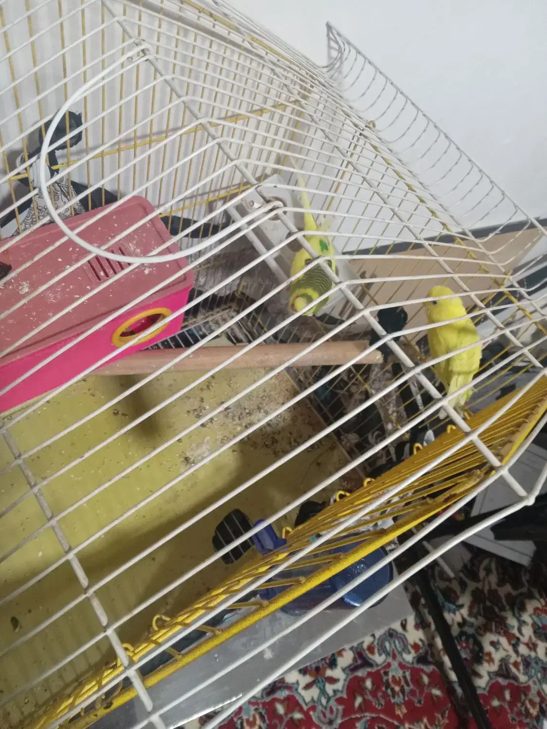 مرغ عشق|پرنده|کیار, |دیوار