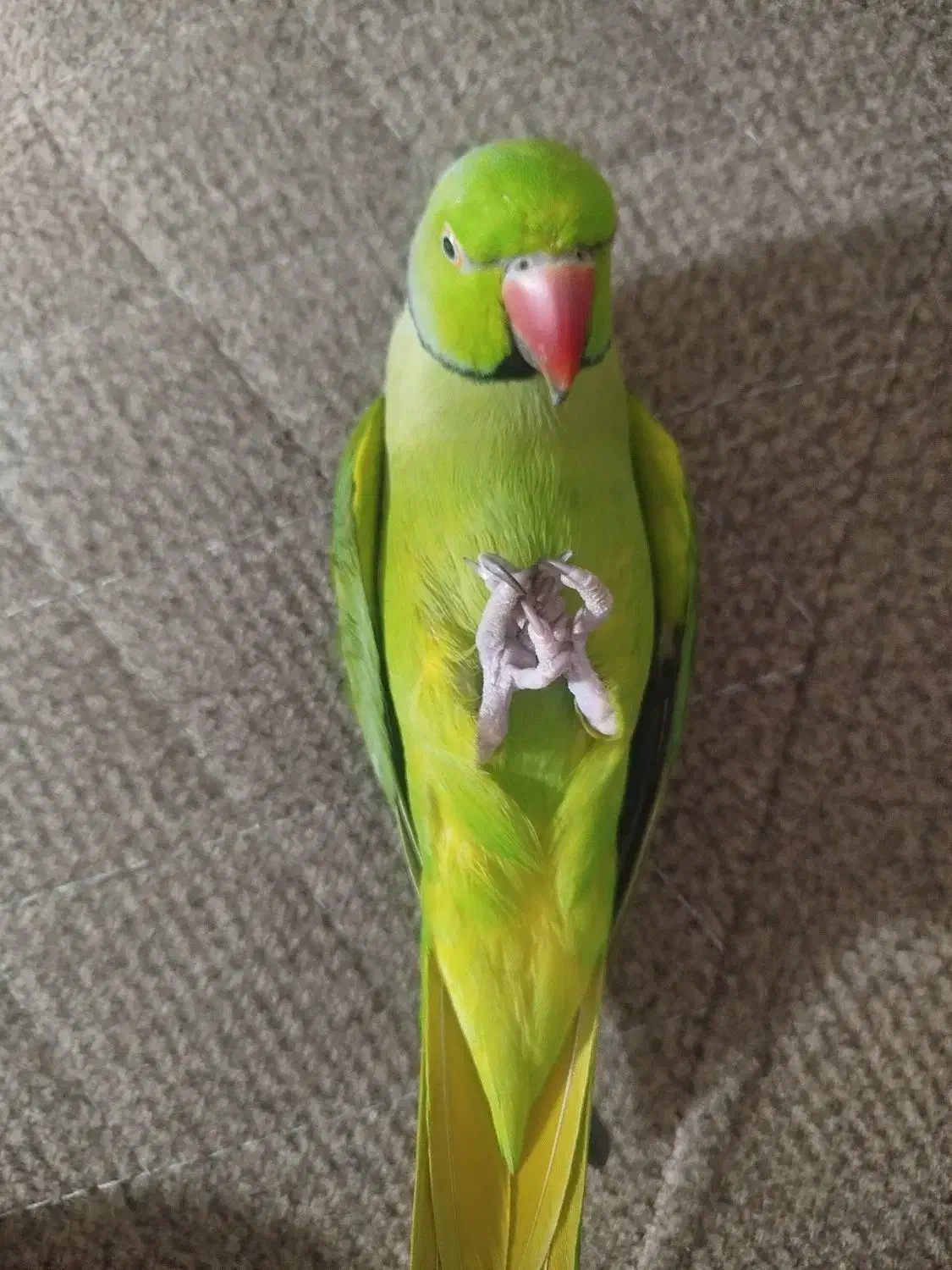 گمشده لطفاً خبر بدید لطفاً|حیوانات|فردیس, شهرک سپاه|دیوار