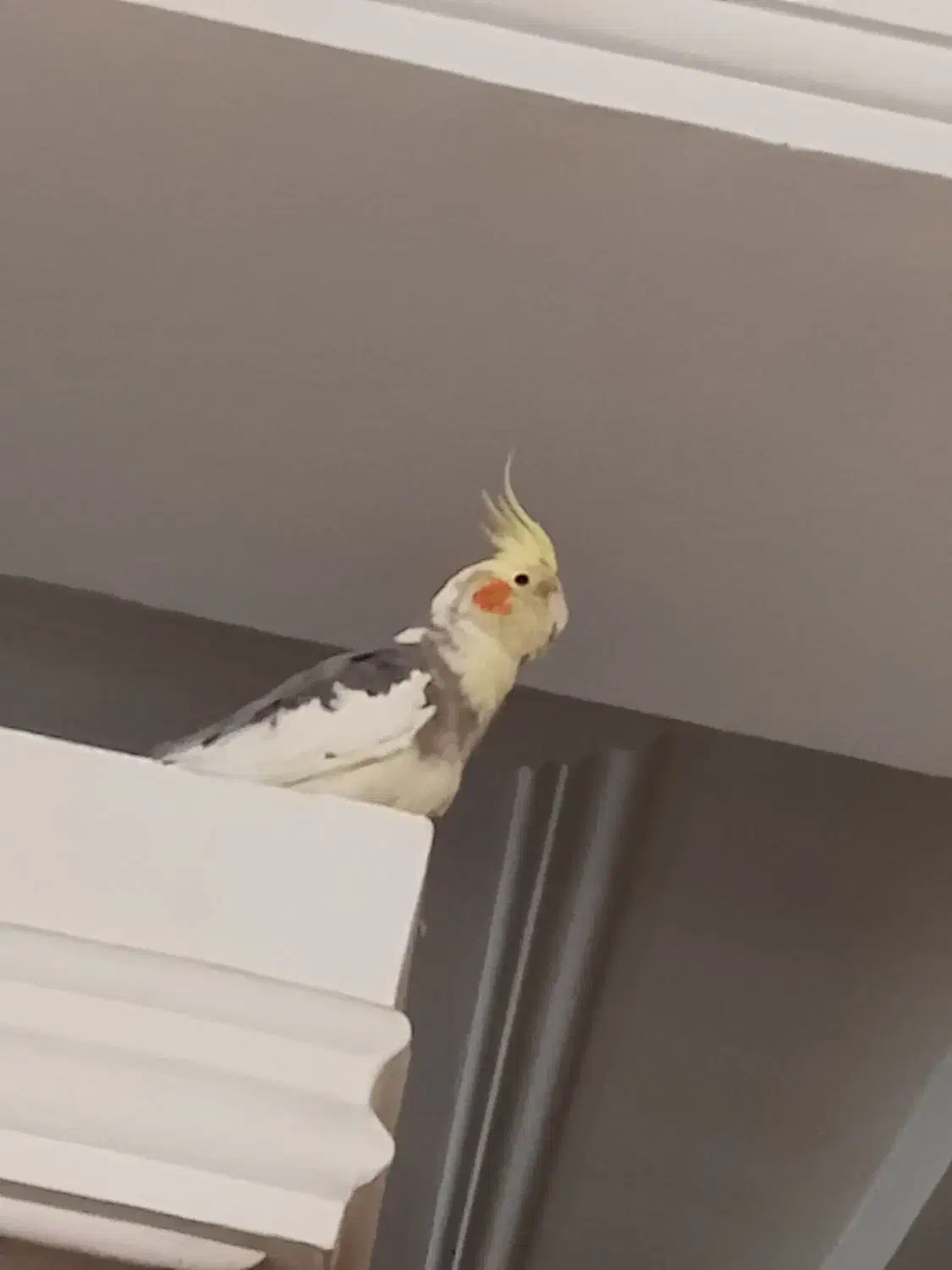 عروس هلندی|پرنده|قرچک, میرزائی شمالی|دیوار