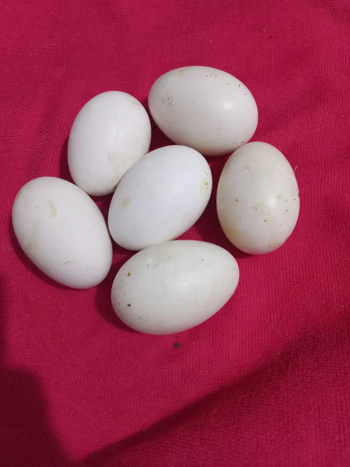 تخم غاز|حیوانات مزرعه|کلاله, |دیوار