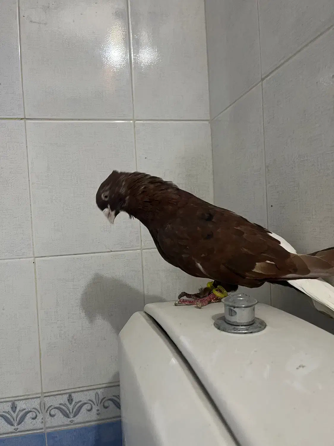 دوعدد کفتر عطیقه نمایشی|پرنده|مشهد, فردوسی|دیوار