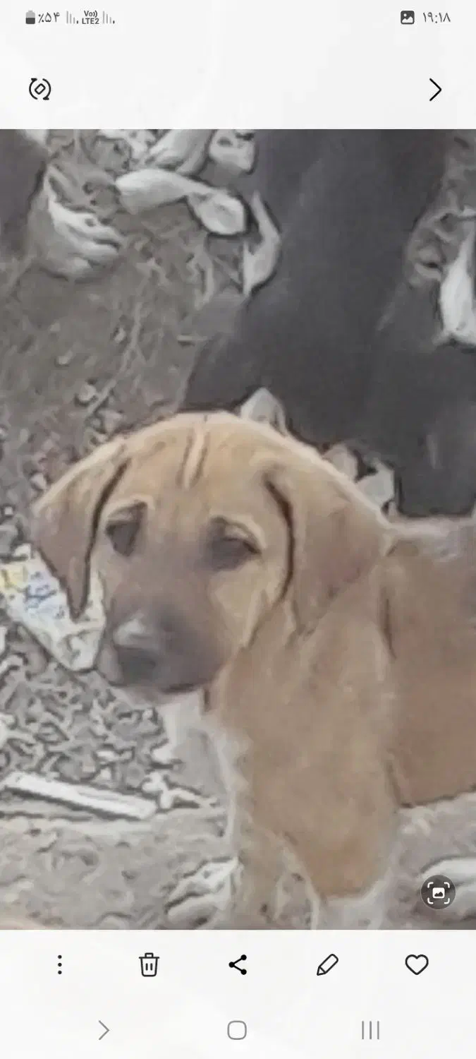 واگذاری توله سراب|سگ|دیواندره, |دیوار