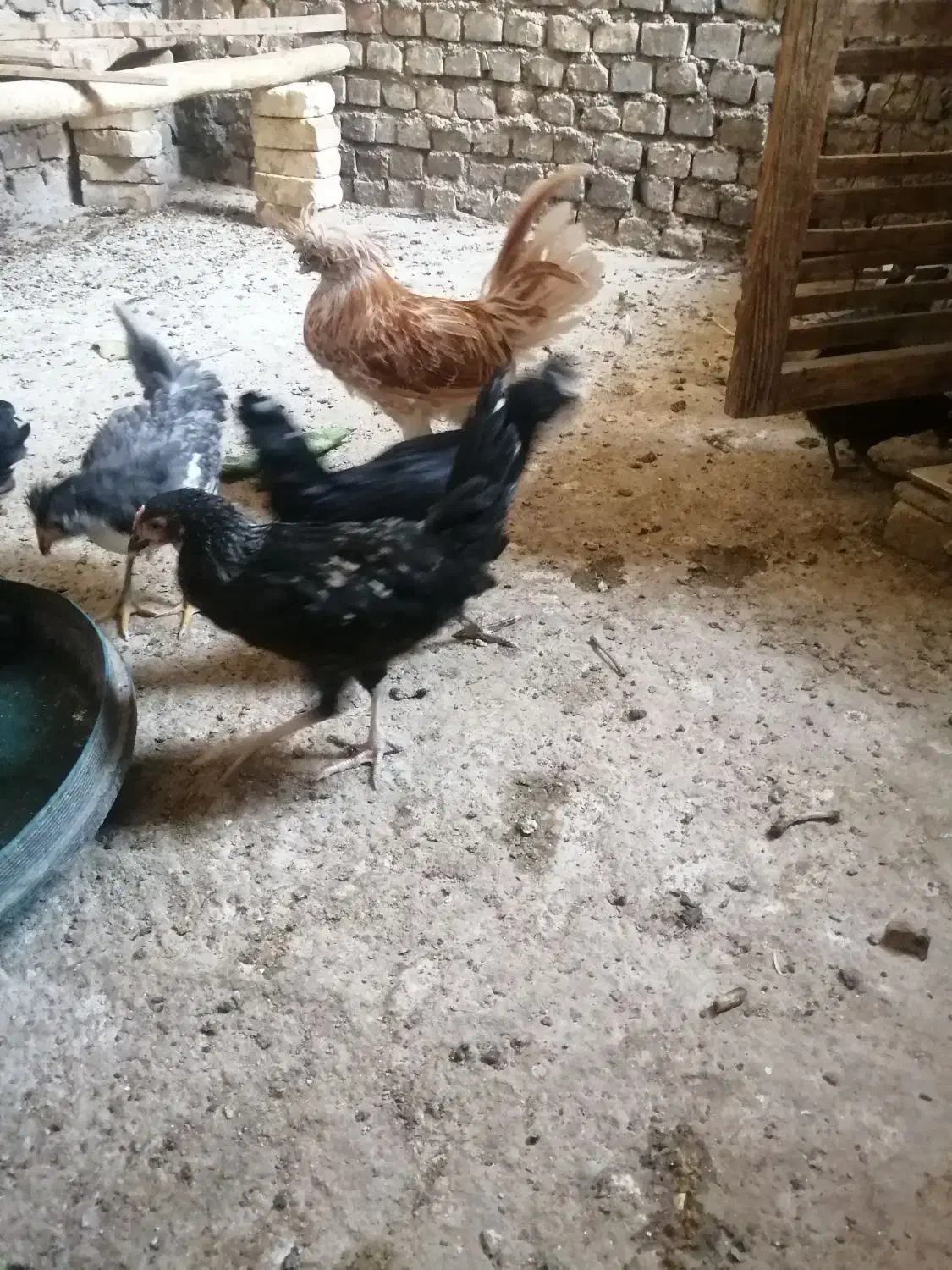 تعدادی مرغ وخروس زینتی|حیوانات مزرعه|یزد, |دیوار