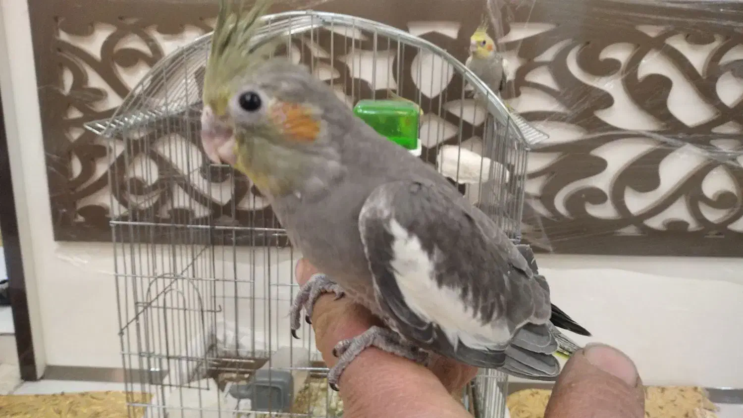 جوجه عروس هلندی مناسب برای اهلی کردن|پرنده|بناب, |دیوار