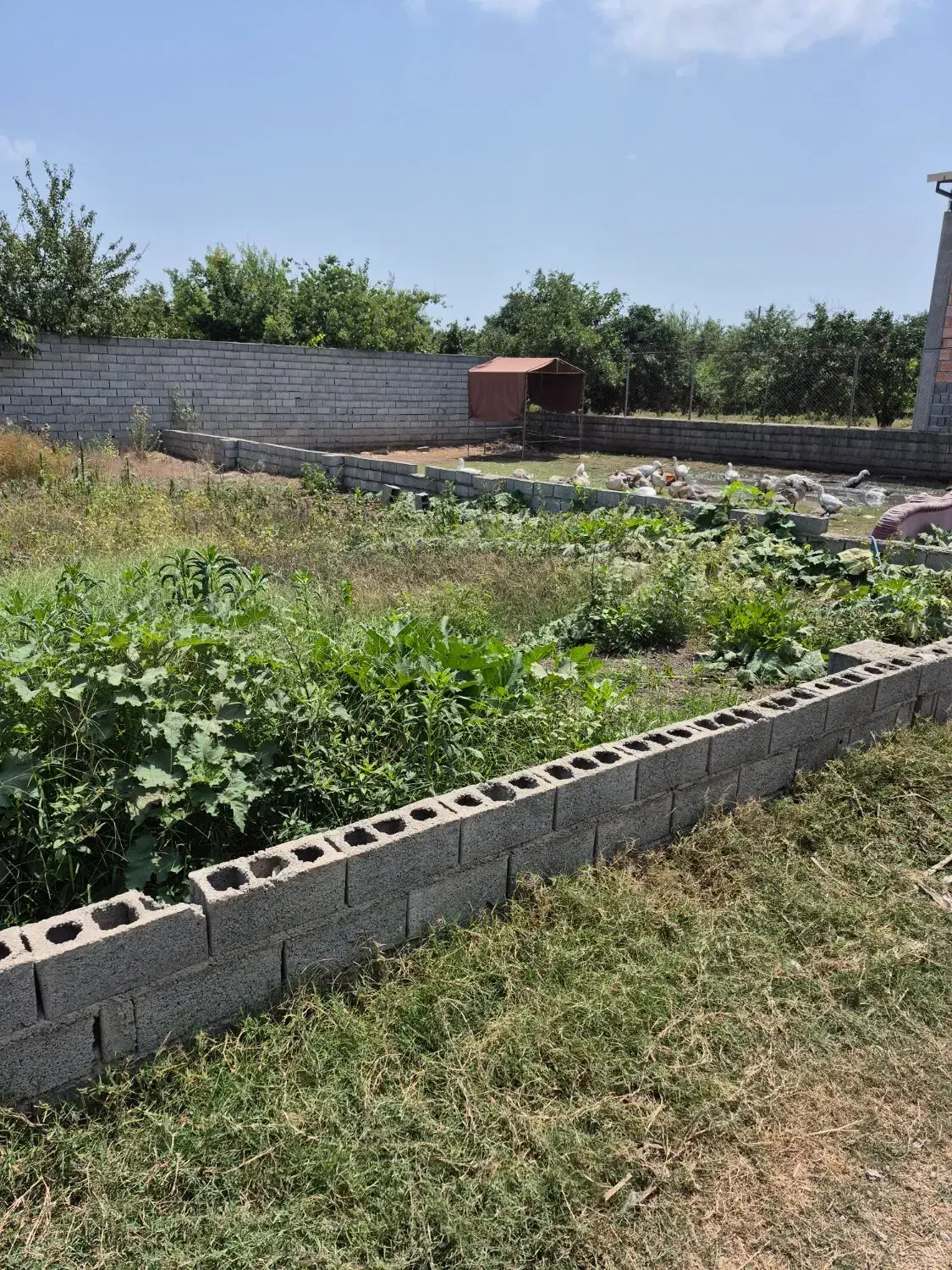 چسبیده به بافت /اب/برق/گاز/شمال|فروش زمین و ملک کلنگی|کیاکلا, |دیوار