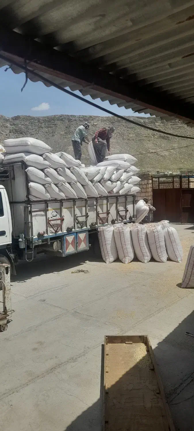 کاه گندم|لوازم جانبی حیوانات|اهواز, زرگان|دیوار