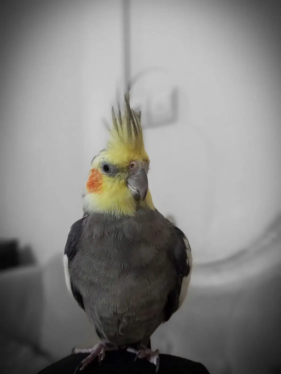 عروس هلندی نر سخنگو|پرنده|قدس, شهر‌قدس|دیوار