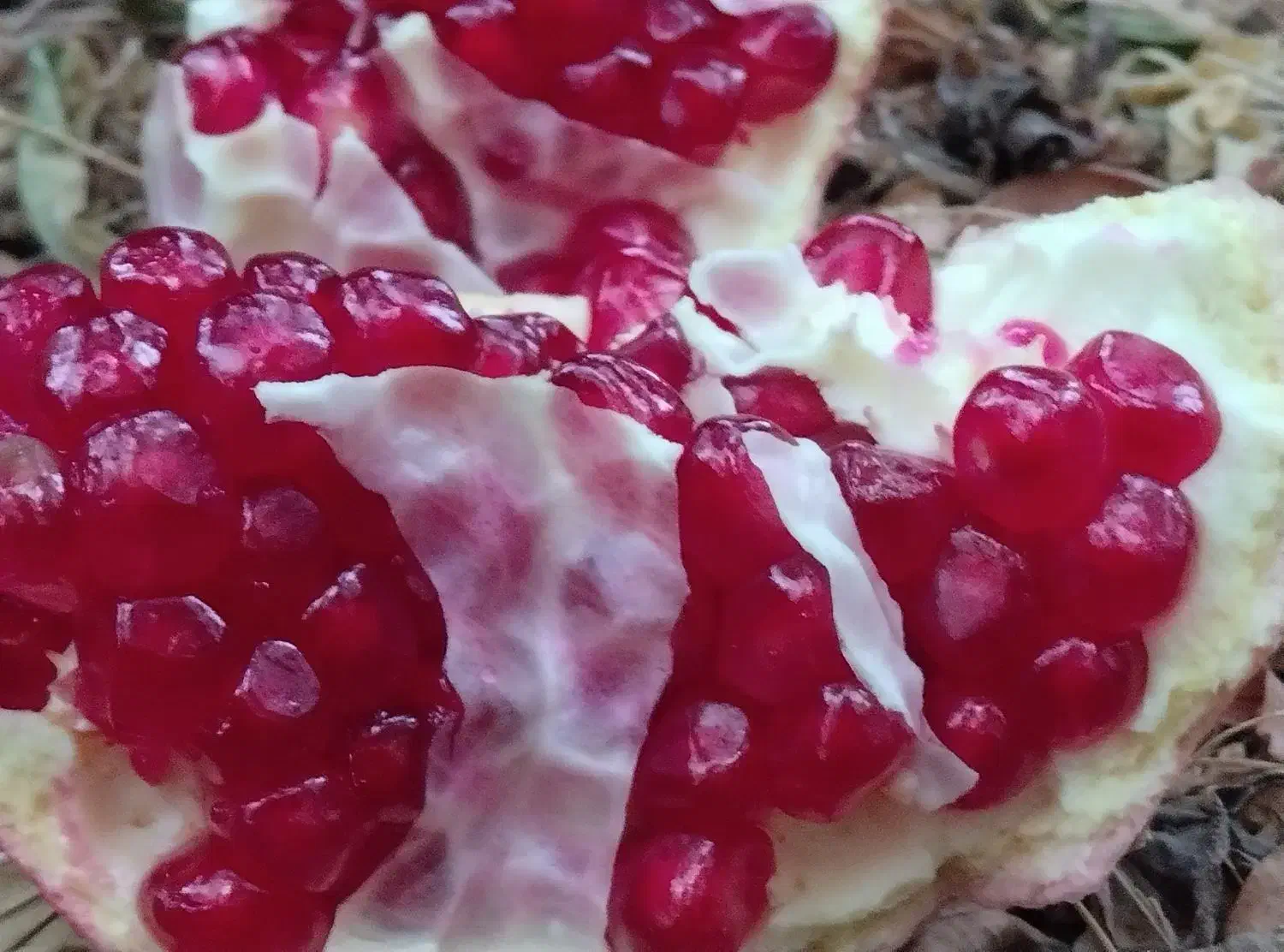 انار آبگیری و کارخانه ای|خوردنی و آشامیدنی|کوهنانی, |دیوار