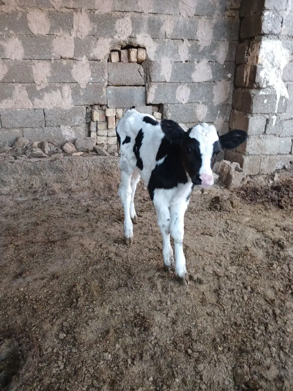 نخری تازه زا|حیوانات مزرعه|فلاورجان, |دیوار