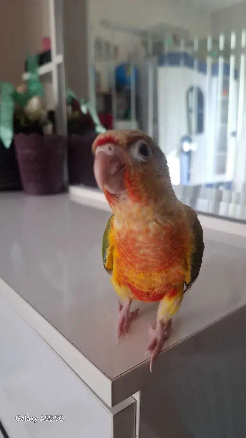 جوجه طوطی گیرینچیک|پرنده|تهران, ائمه اطهار|دیوار