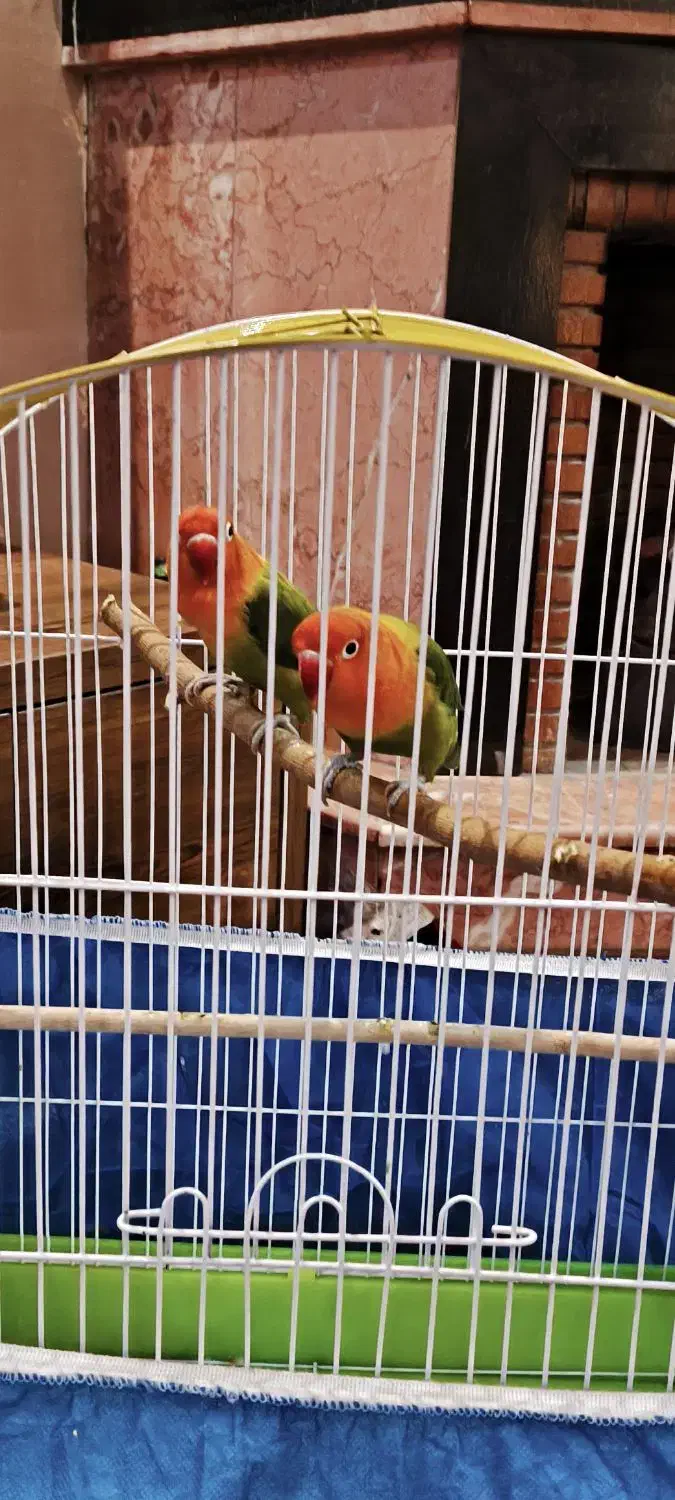 دو عدد طوطی برزیلی|پرنده|کرج, کوی زنبق|دیوار