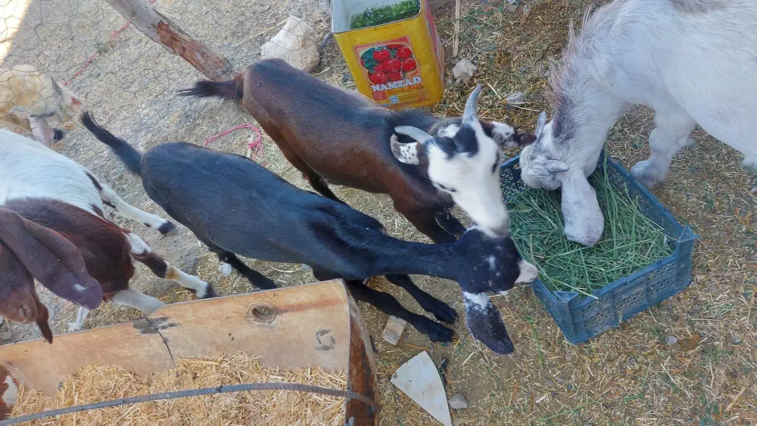 دو عدد کهر یک نر یک ماده  سر حال|حیوانات مزرعه|بلوک, |دیوار