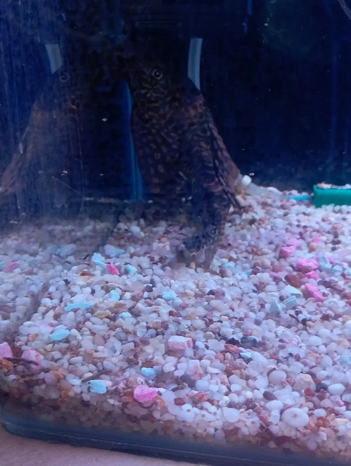 لجن خوار مامله با دوتا. سایز متوسط|ماهی|کرمان, |دیوار