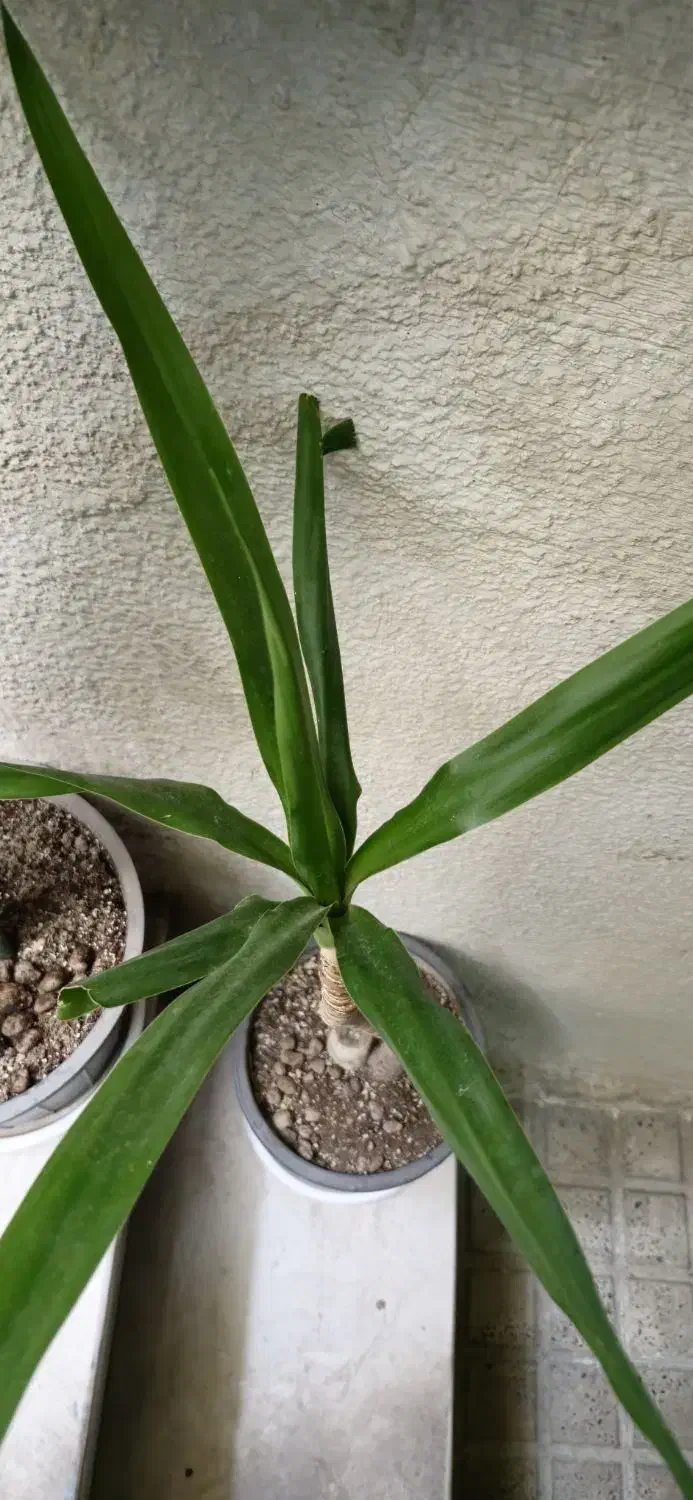 یوکا|گل و گیاه طبیعی|کرج, حصارک پایین|دیوار